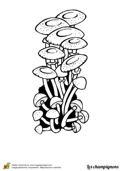 Ложные опята рисунок