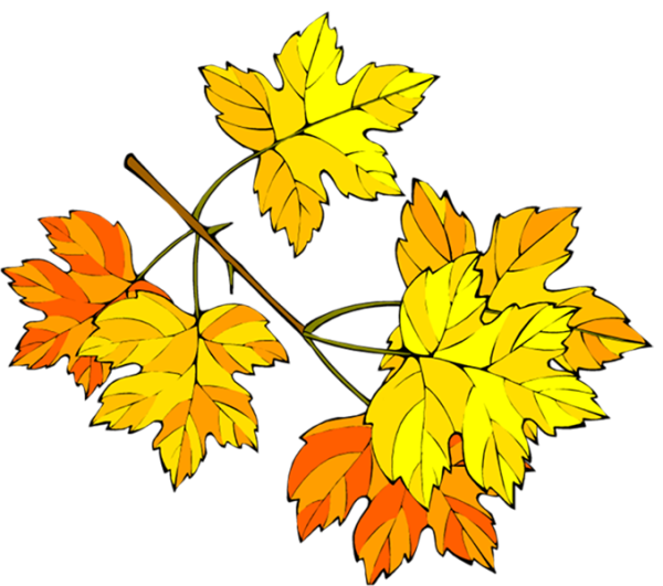 Лист клена на ветке