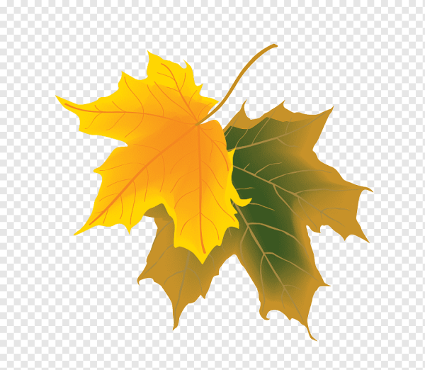 Кленовый лист желтый