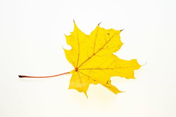 Желтые листья на прозрачном фоне