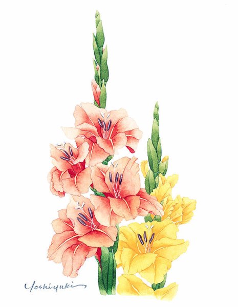 Гладиолусы акварелью Андрияка