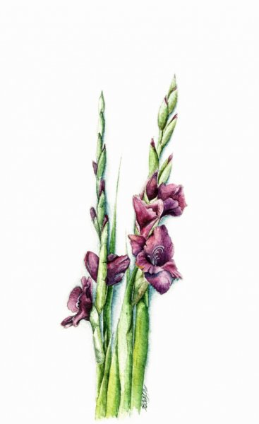 Гладиолусы акварелью Андрияка