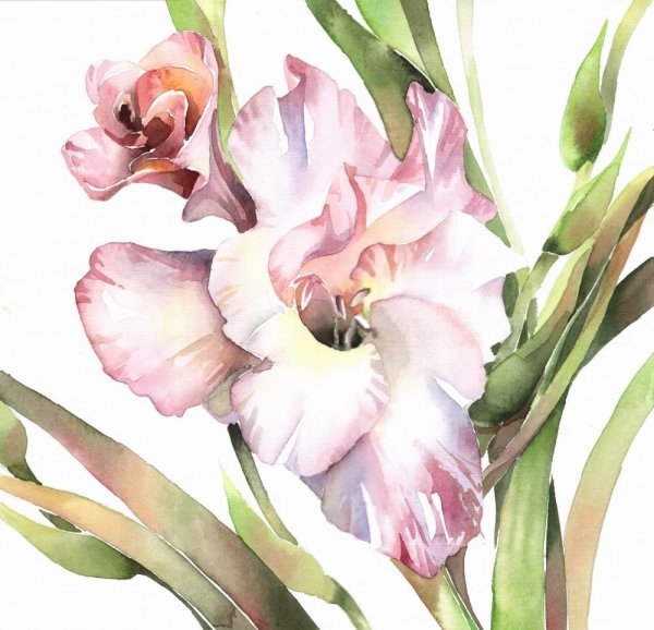 Гладиолус раскраска