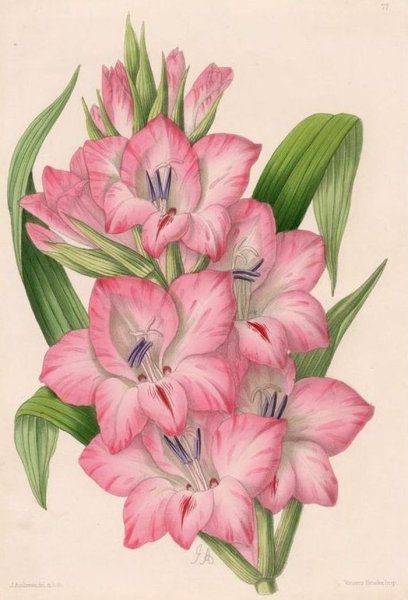 Гладиолус контур