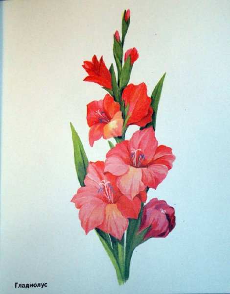 Гладиолус раскраска