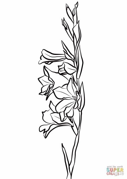 Раскраски цветы гладиолусы
