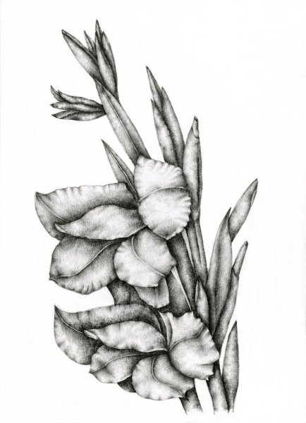 Гладиолус раскраска