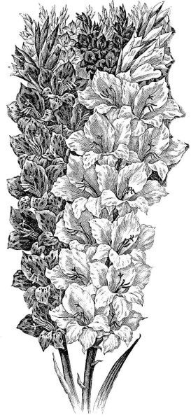 Гладиолус рисунок карандашом