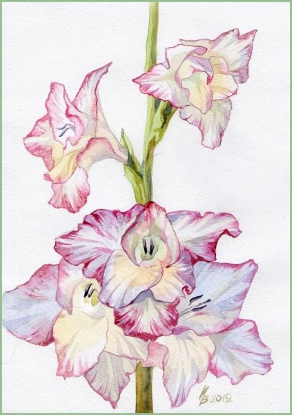 Ботаническая акварель гладиолусы