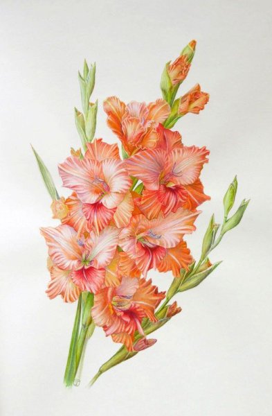 Рисунки карандашом цветы гладиолусы