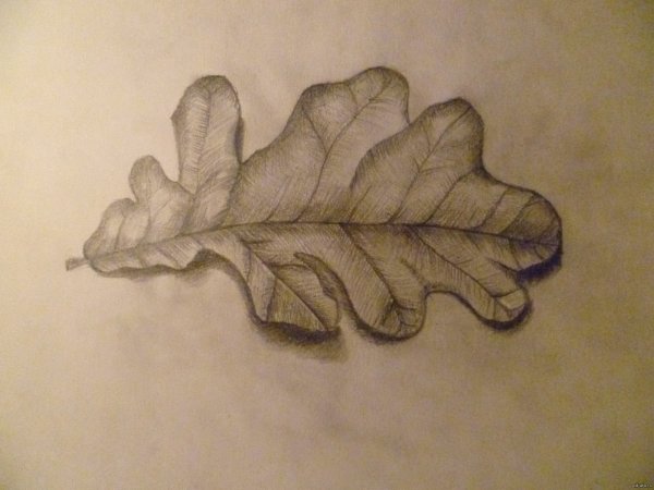 Рисование Дубового листа