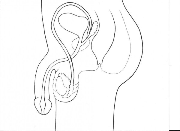 Раскраска член