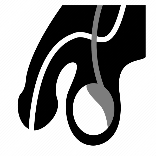 Половой член вектор