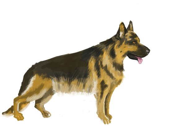 Немецкая овчарка рисунок