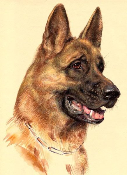 Немецкая овчарка набросок
