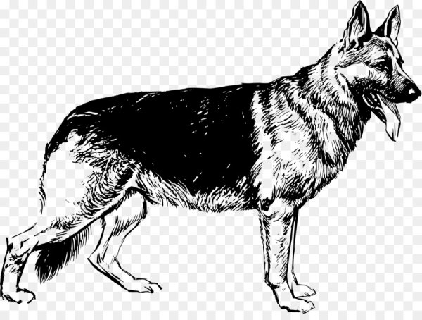 Овчарка карандашом