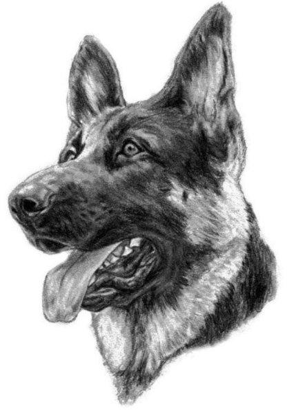 Немецкая овчарка Мухтар арт