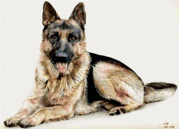 Восточноевропейская овчарка рисунок