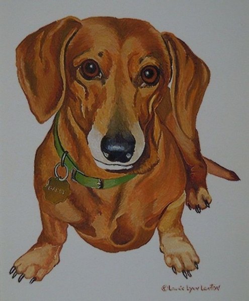 Зарисовки таксы