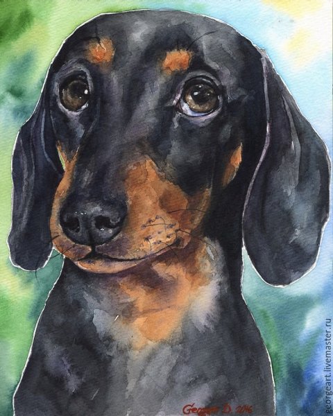 Такса акварельными карандашами