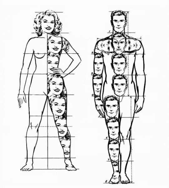 Пропорции головы и тела человека