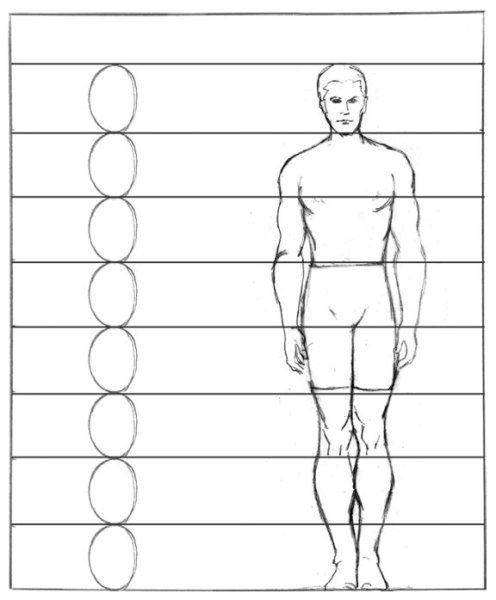 Схема пропорций фигуры человека