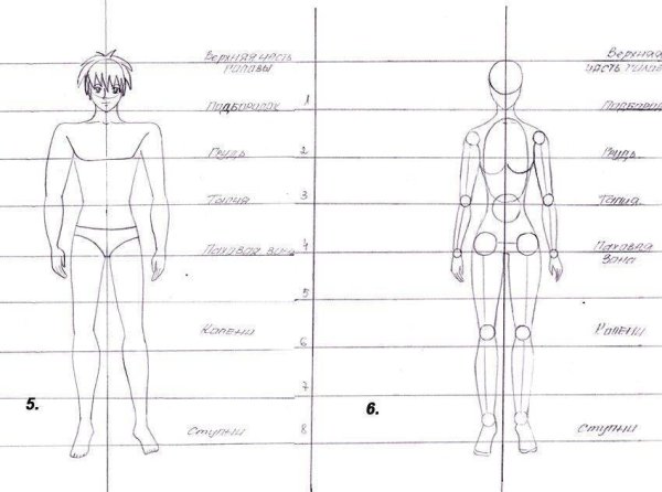 Пропорции человека для рисования для начинающих