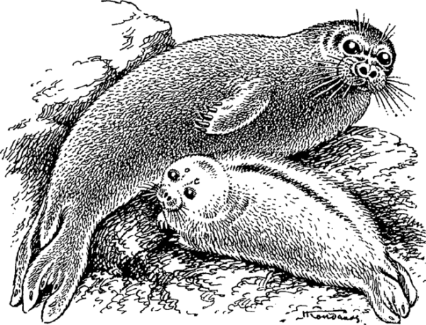 Нерпа Байкальская Графика