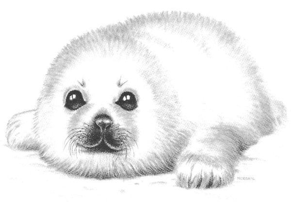 Нерпа рисунок