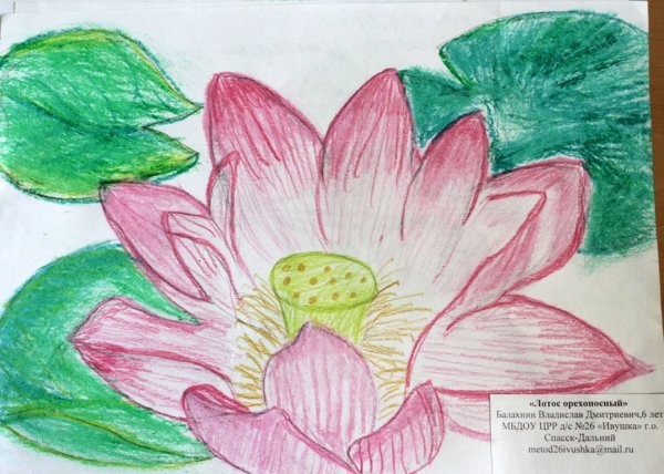 Лотос орехоносный рисунок