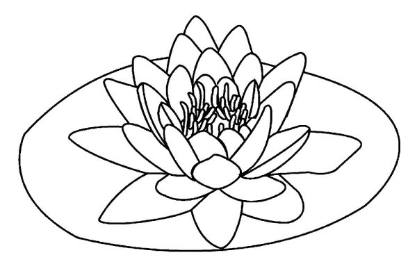 Растение кувшинка белая водяная Лилия раскраска