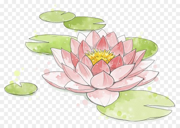 Лотос орехоносный рисунок