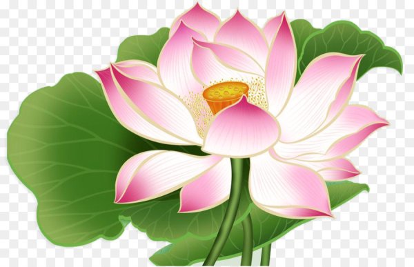 Лотос орехоносный рисунок