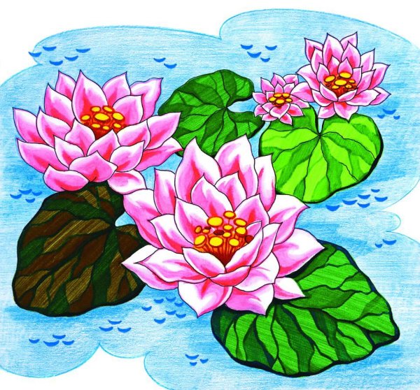 Лотос орехоносный нарисов