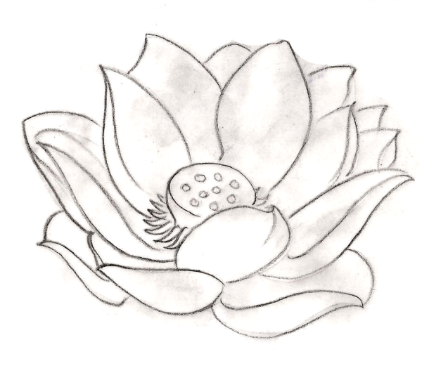 Лотос орехоносный рисовать