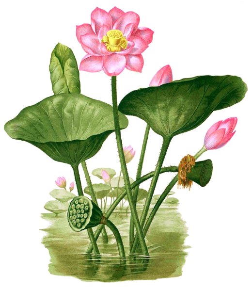 Лотос орехоносный черно-белая