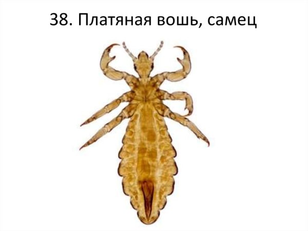 Платяная вошь самец