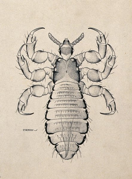 Головная вошь (Pediculus humanus capitis)