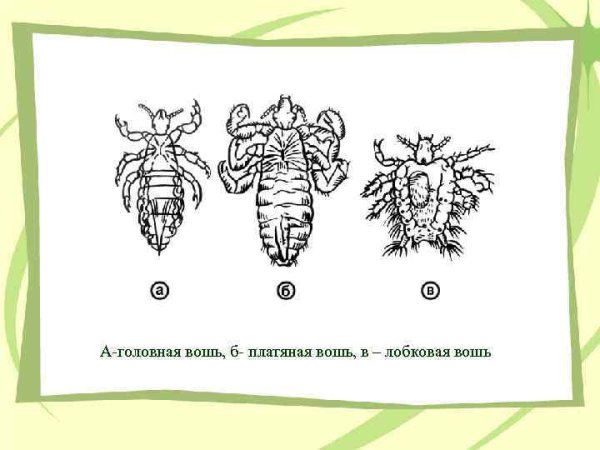 Цикл развития головной вши схема