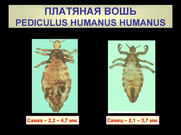 Pediculus humanus humanus самец