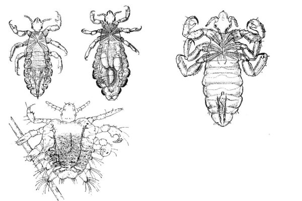 Pediculus humanus строение