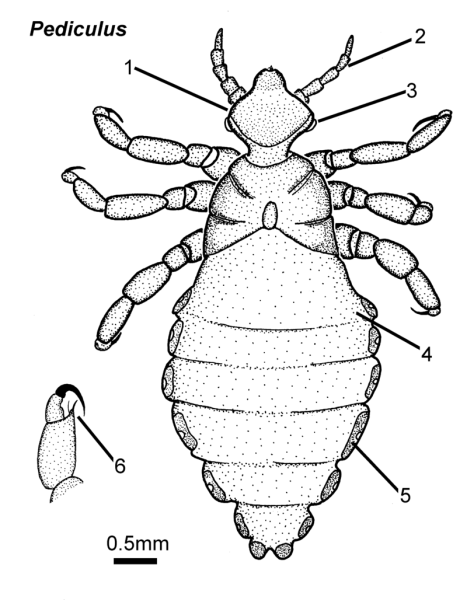 Головная платяная и лобковая вошь