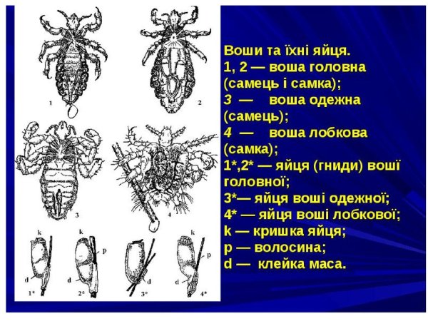 Головная вошь (Pediculus humanus capitis)