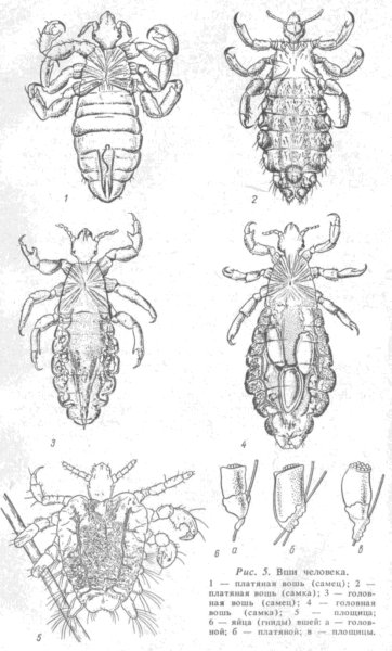 Имаго вши головной строение