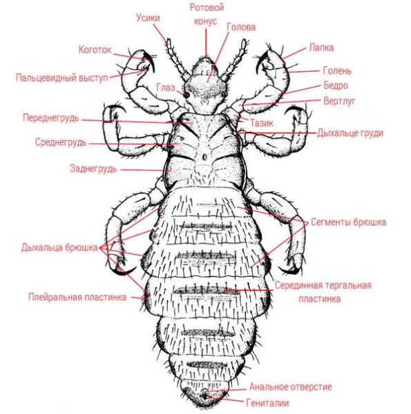 Платяная вошь самец