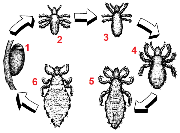 Имаго вши строение