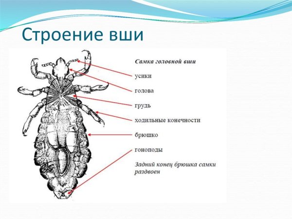 Головная вошь (Pediculus humanus capitis)