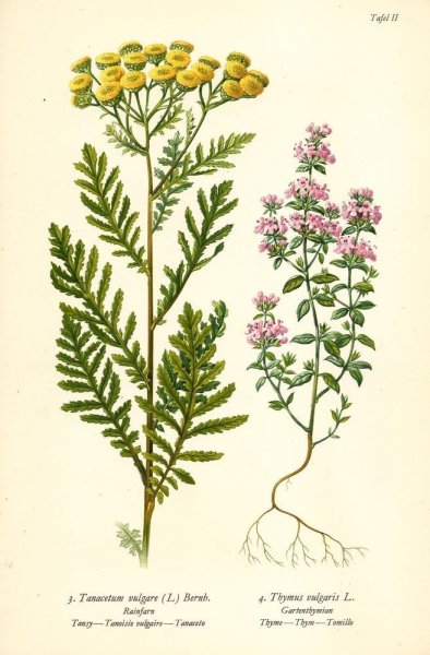 Пижма обыкновенная