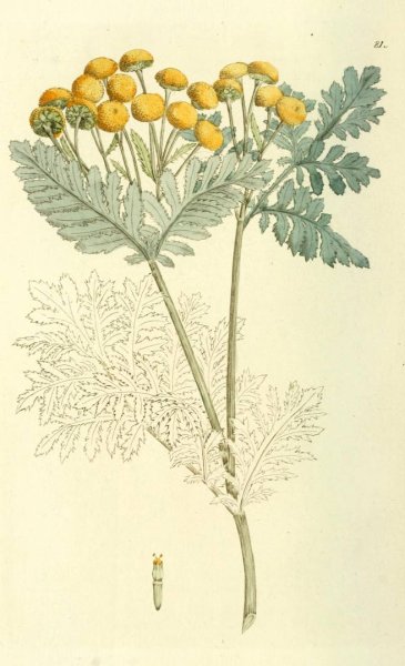 Пижма обыкновенная черно белое