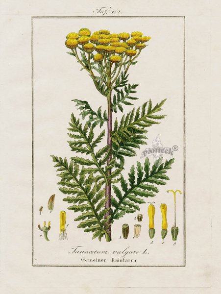 Пижма обыкновенная Фармакогнозия